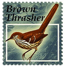© 2000 WriteLine. Brown Thrasher